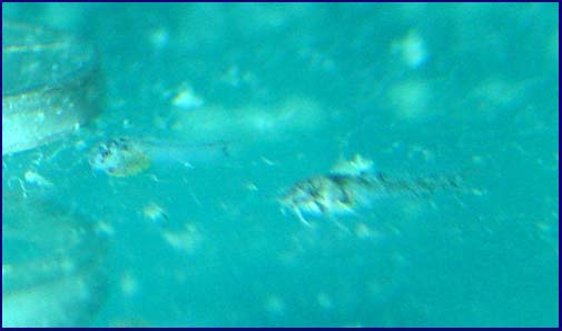 www.israquarium.co.il